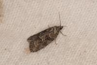 Cnephasia