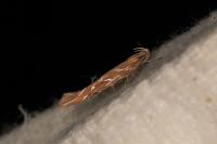Pyroderces argyrogrammos