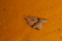 Clepsis consimilana