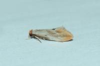 Tinea semifulvella