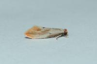 Tinea semifulvella