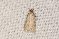 Isotrias stramentana