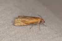 Eucosma gr. cana
