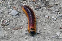 Cossus cossus