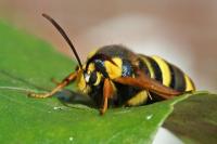 Sesia apiformis