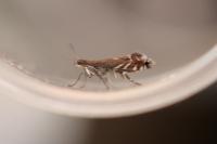 Glyphipterix simpliciella
