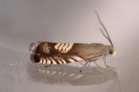 Grapholita compositella