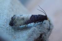 Notocelia cynosbatella