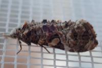 Phtheochroa