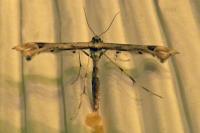 Platyptilia gonodactyla