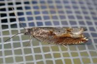 Ancylis uncella