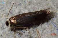 Stigmella