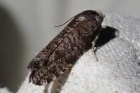 Retinia resinella