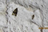 Celypha lacunana