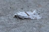 Aethes languidana