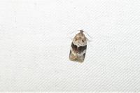 Syndemis musculana