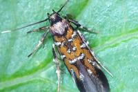 Pancalia leuwenhoekella