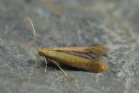 Tischeria