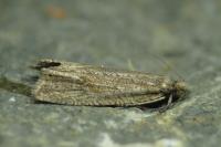 Bactra