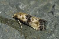 Eupoecilia angustana