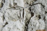 Emmelina monodactyla
