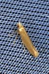Argyresthia praecocella