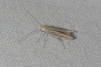 Coleophora albicosta