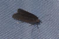 Neofaculta ericetella