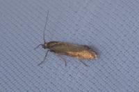 Glyphipterix fuscoviridella