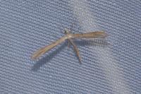 Stenoptilia zophodactyla