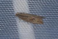 Bactra lancealana