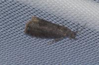 Grapholita funebrana