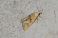 Cochylimorpha straminea