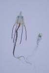 Coleophora albicosta