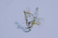 Coleophora lassella