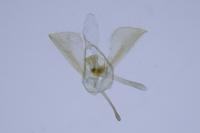 Glyphipterix fuscoviridella