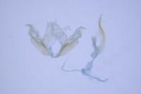 Stenoptilia zophodactyla