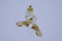 Bactra lancealana