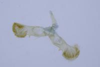 Grapholita funebrana