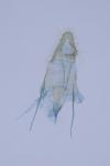 Cochylimorpha straminea