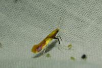Caloptilia alchimiella
