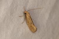Myrmecozela ataxella
