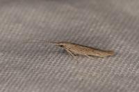 Coleophora
