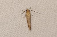 Myrmecozela ataxella