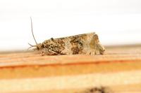 Celypha lacunana
