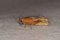 Eucosma