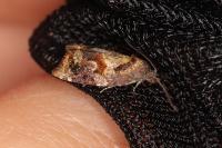 Ditula angustiorana