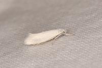 Elachista argentella