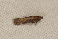 Scrobipalpa ocellatella