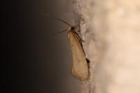 Myrmecozela